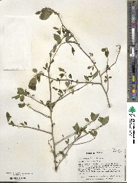 Ilex ambigua image