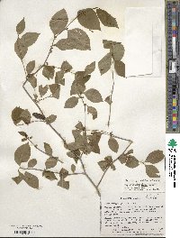 Ilex ambigua image