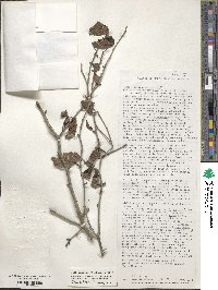 Ilex ambigua image