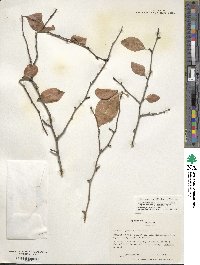 Ilex ambigua image