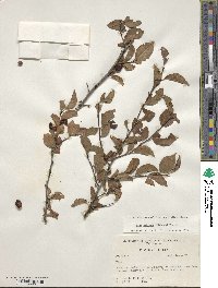 Ilex ambigua image