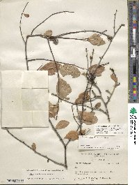 Ilex ambigua image