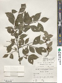 Ilex ambigua image