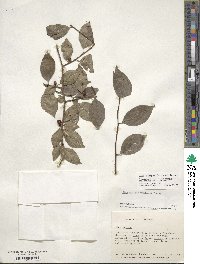 Ilex ambigua image