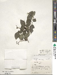 Ilex ambigua image