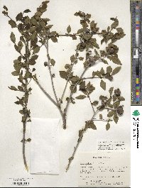 Ilex ambigua image