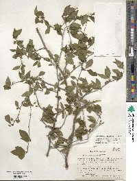 Ilex ambigua image