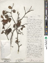 Ilex ambigua image