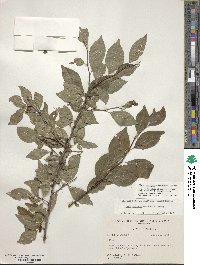 Ilex ambigua image