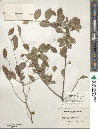 Ilex ambigua image