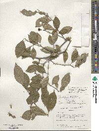 Ilex ambigua image