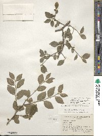 Ilex ambigua image