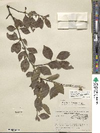 Ilex ambigua image