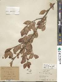 Ilex ambigua image