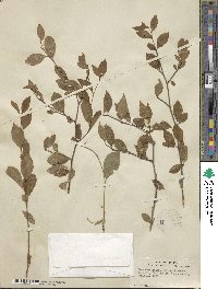 Ilex ambigua image