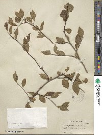 Ilex ambigua image