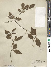 Ilex ambigua image