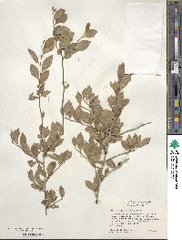 Ilex ambigua image