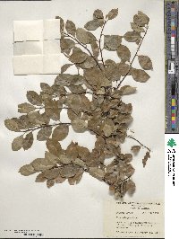 Ilex ambigua image