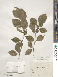 Ilex ambigua image