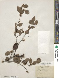 Ilex ambigua image