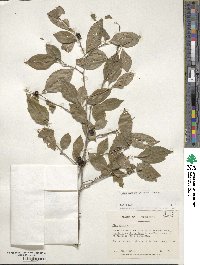 Ilex ambigua image