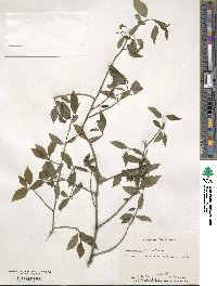 Ilex ambigua image