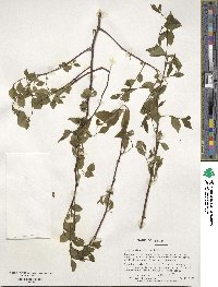 Ilex ambigua image