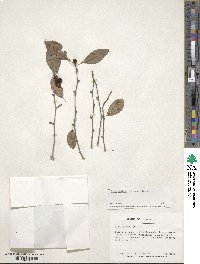 Ilex ambigua image