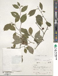 Ilex ambigua image