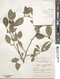 Ilex ambigua image