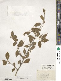 Ilex ambigua image