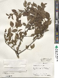 Ilex ambigua image