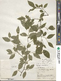 Ilex ambigua image