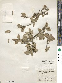 Ilex ambigua image