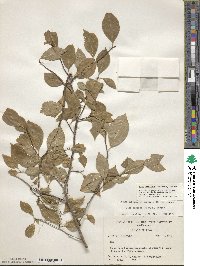 Ilex ambigua image