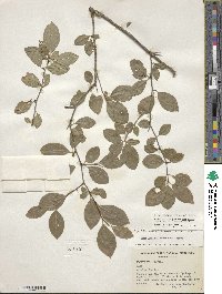 Ilex ambigua image