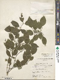 Ilex ambigua image