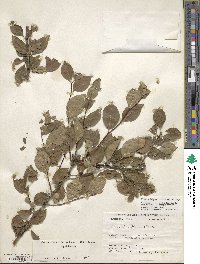 Ilex ambigua image