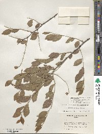 Ilex ambigua image