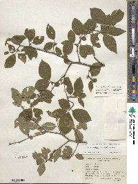 Ilex ambigua image