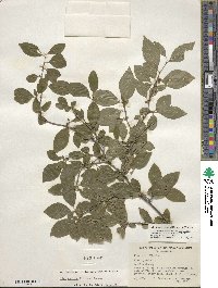 Ilex ambigua image