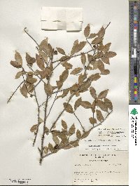 Ilex ambigua image