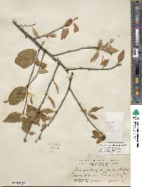 Ilex ambigua image