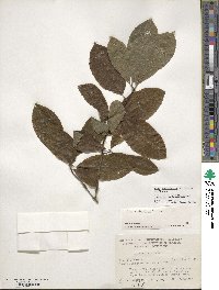 Ilex amelanchier image