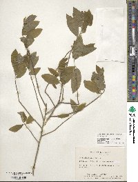 Ilex amelanchier image