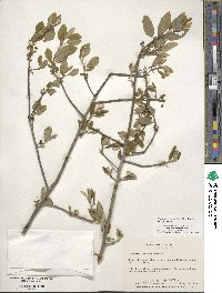 Ilex amelanchier image