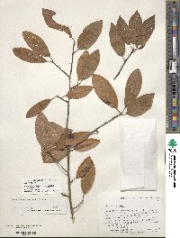 Ilex amelanchier image