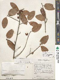 Ilex amelanchier image