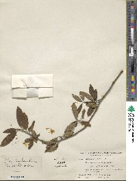 Ilex amelanchier image